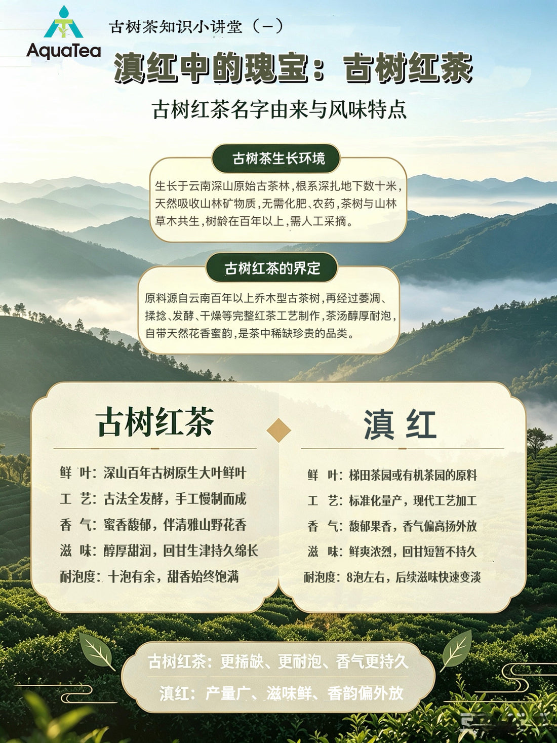 Ancient Tree Black Tea vs. Dianhong: What's the Difference?