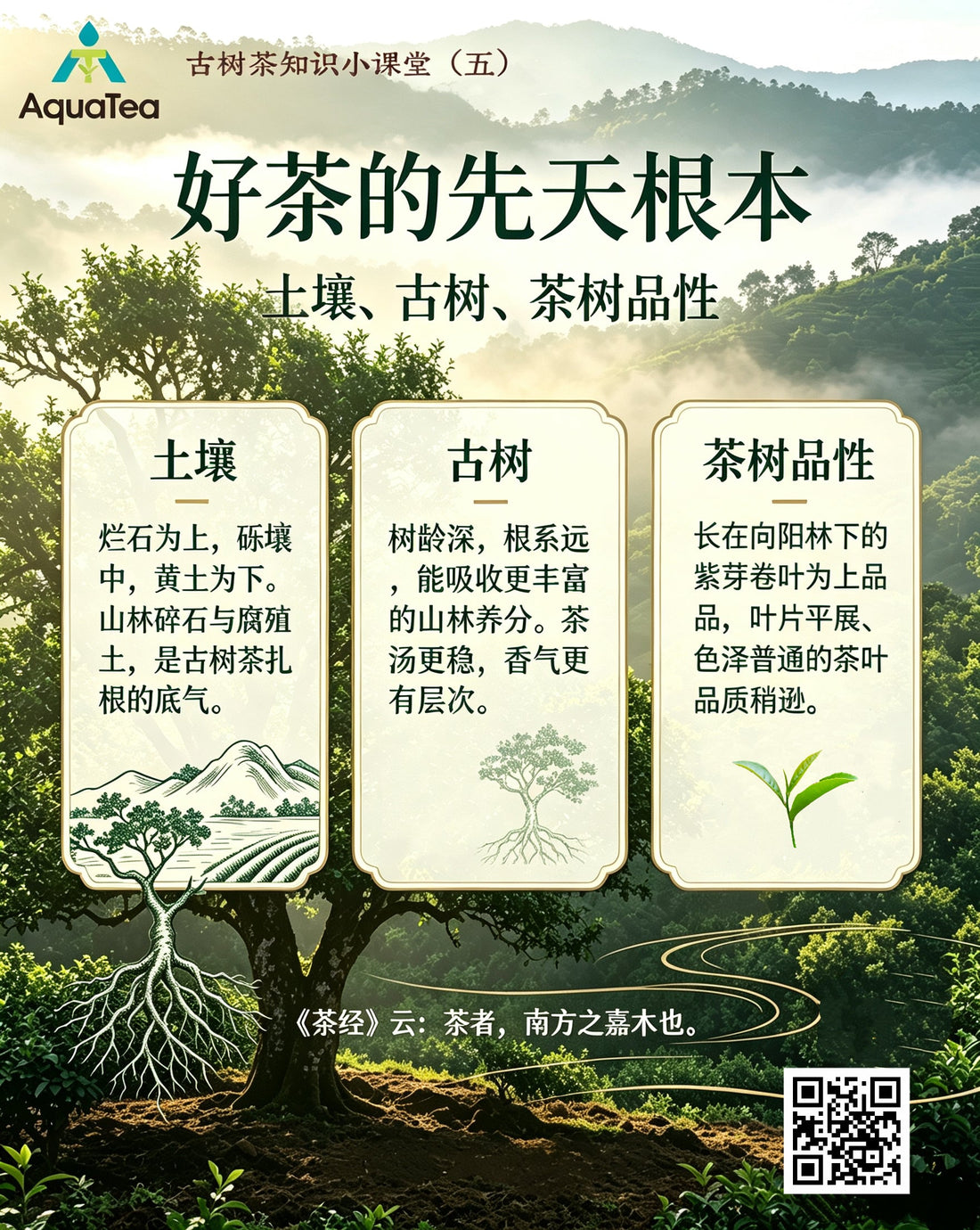 Where Good Tea Begins: Soil, Old Trees, and the Leaf Itself